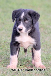 Black and white female, Smooth to medium coat, border collie puppy